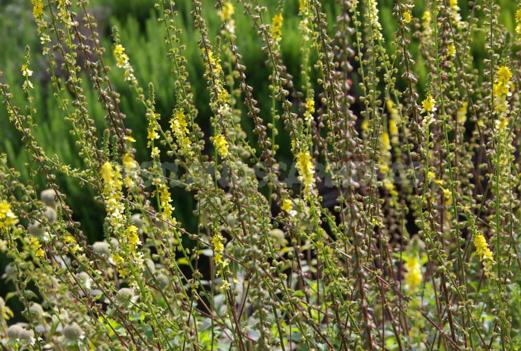 What Herbs do Brewers Use to Give the Drink a Special Taste