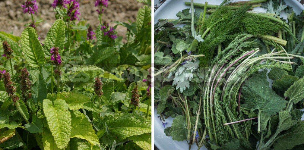 What Herbs do Brewers Use to Give the Drink a Special Taste