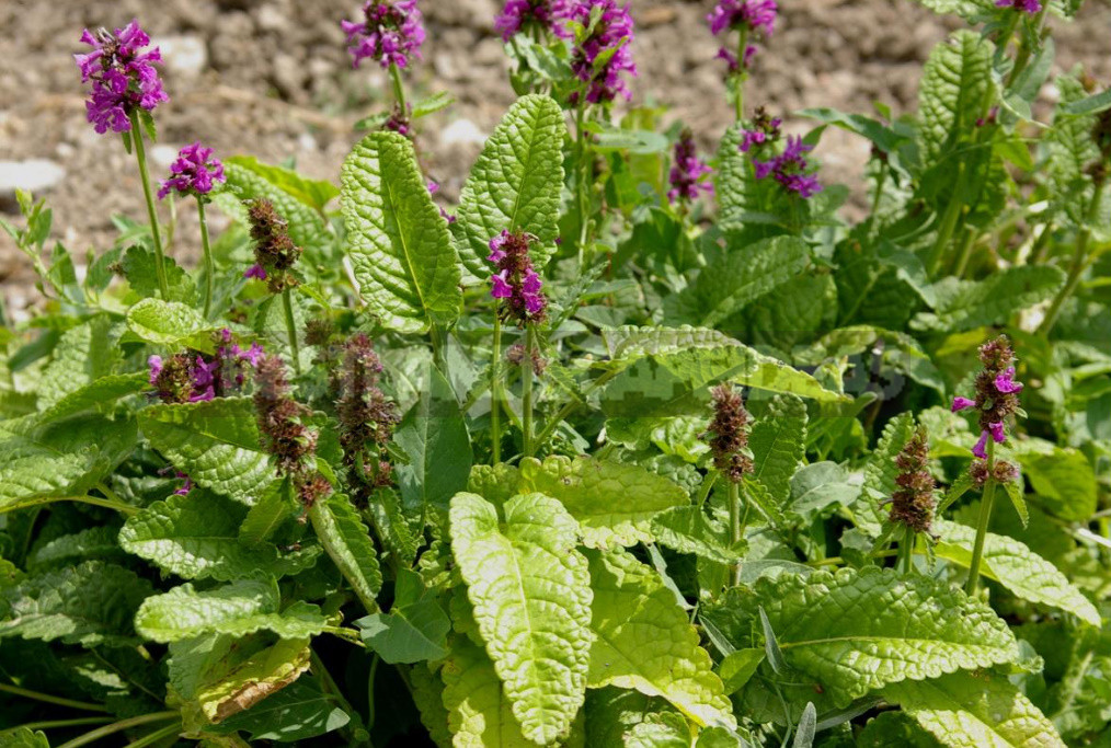 What Herbs do Brewers Use to Give the Drink a Special Taste