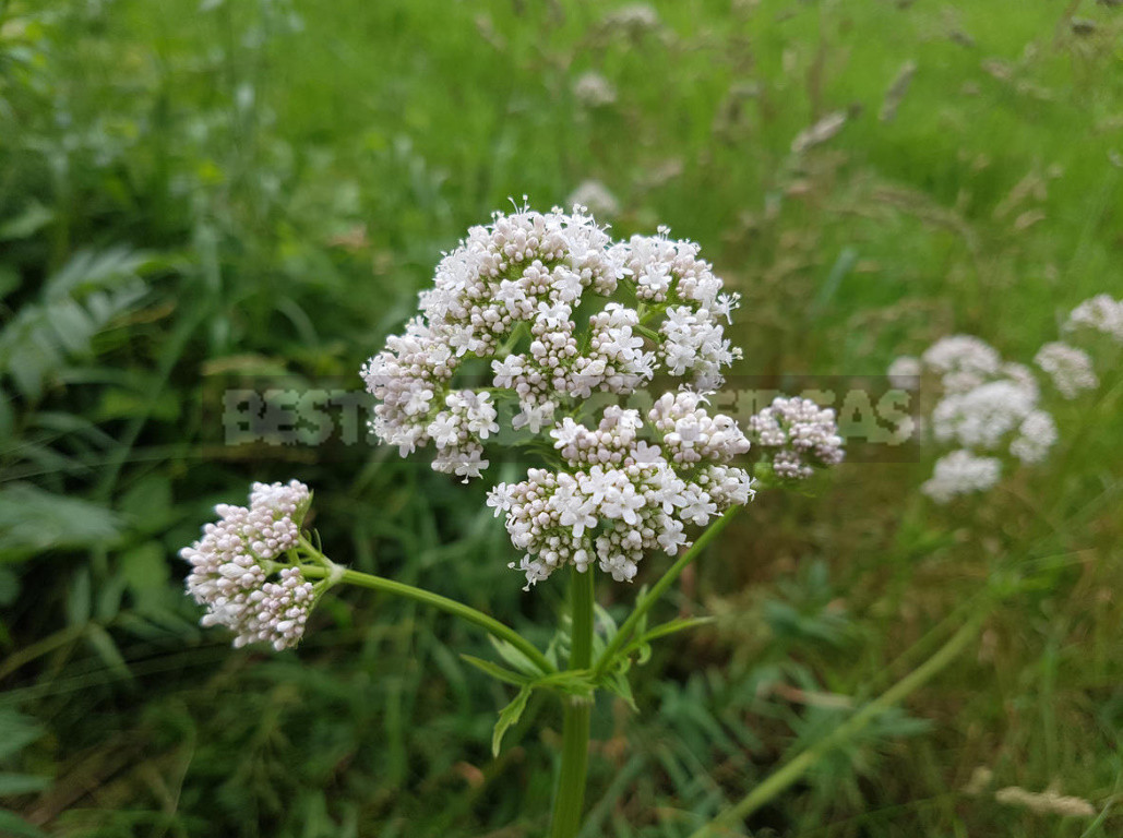 What Herbs do Brewers Use to Give the Drink a Special Taste