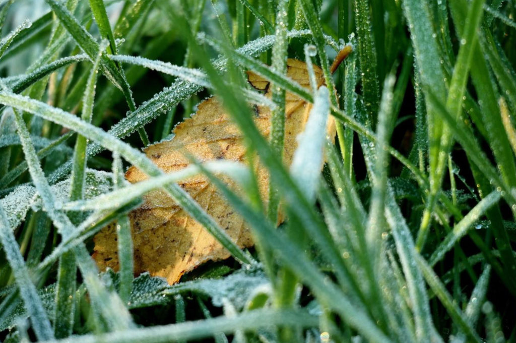 Wheatgrass is a Weed that Cures