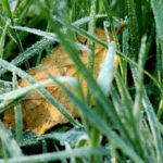 Wheatgrass is a Weed that Cures