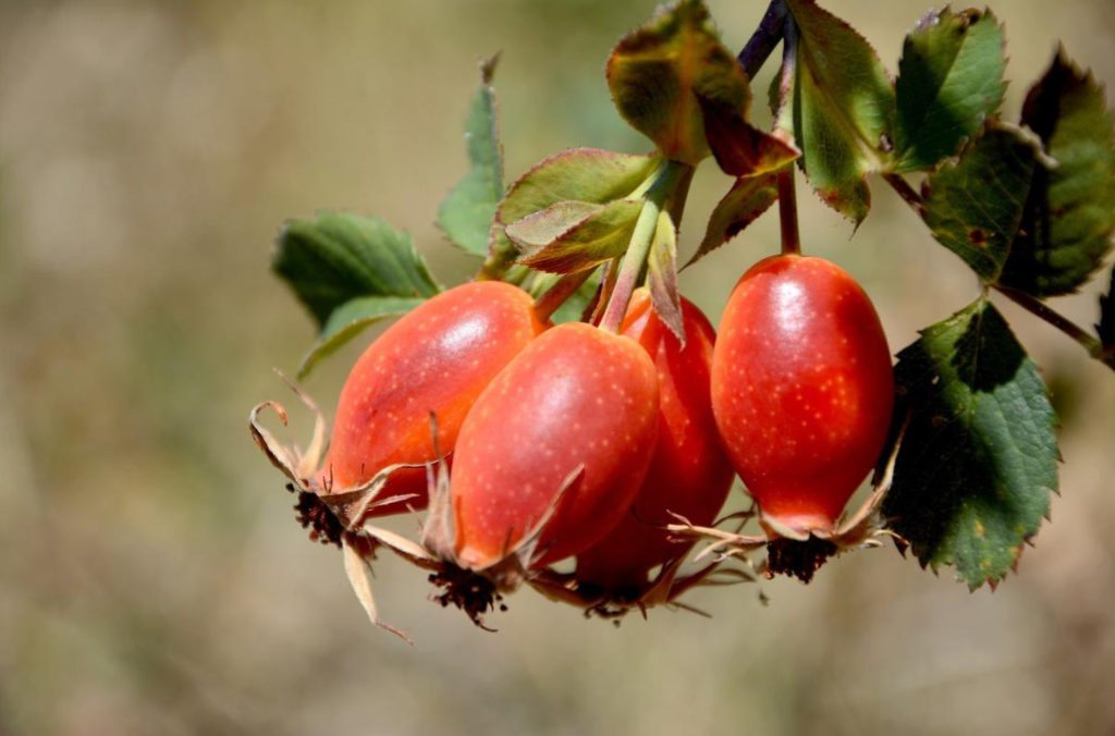 Medicinal Tinctures With Rosehip Fruits For the Prevention And Treatment of Colds