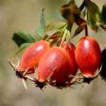 Medicinal Tinctures With Rosehip Fruits For the Prevention And Treatment of Colds