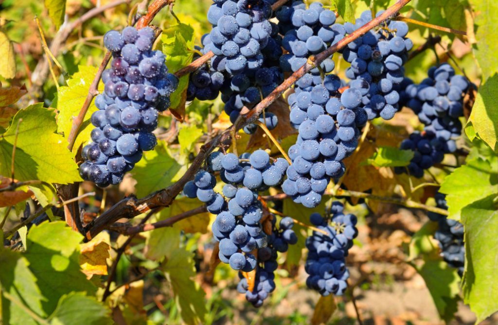 Choosing Good Grape Seedlings