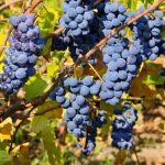 Choosing Good Grape Seedlings