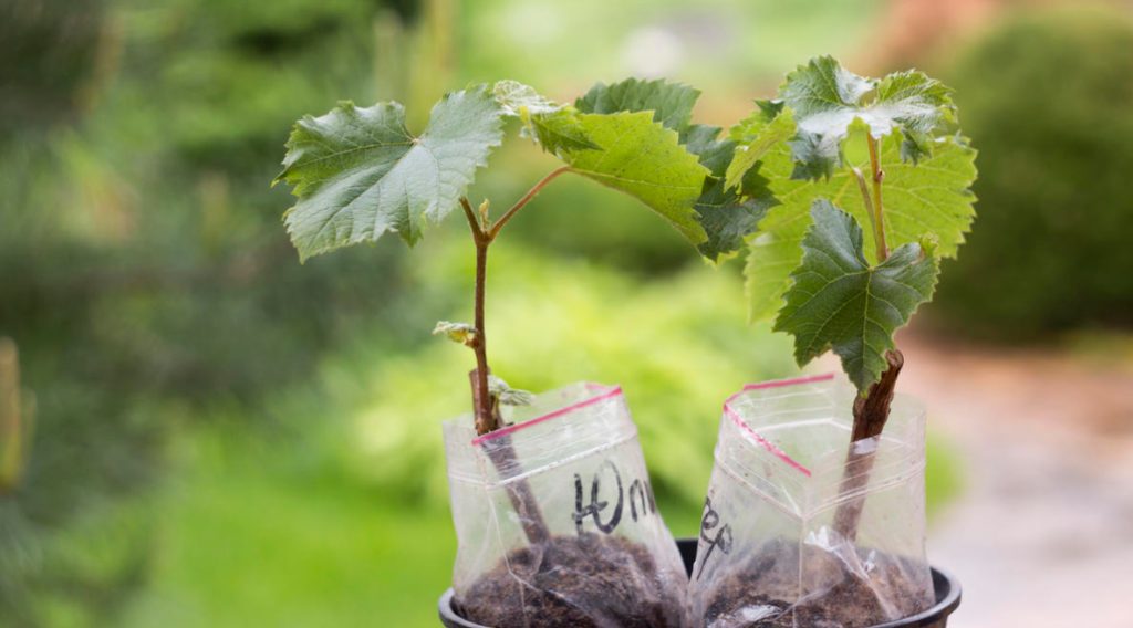 Choosing Good Grape Seedlings Best Landscape Ideas