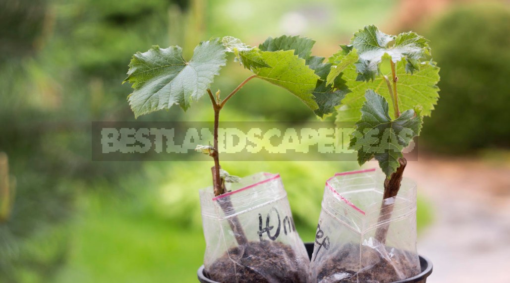 Choosing Good Grape Seedlings