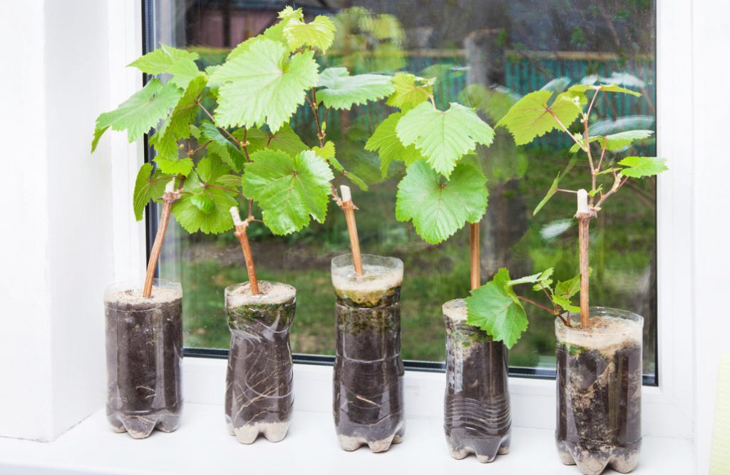 Choosing Good Grape Seedlings - Best Landscape Ideas