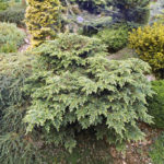 Coniferous Miniatures. Dwarf Varieties of Coniferous Plants and Features of Their Cultivation.