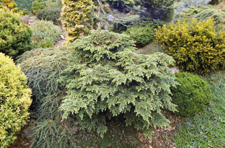 Coniferous Miniatures. Dwarf Varieties of Coniferous Plants and ...