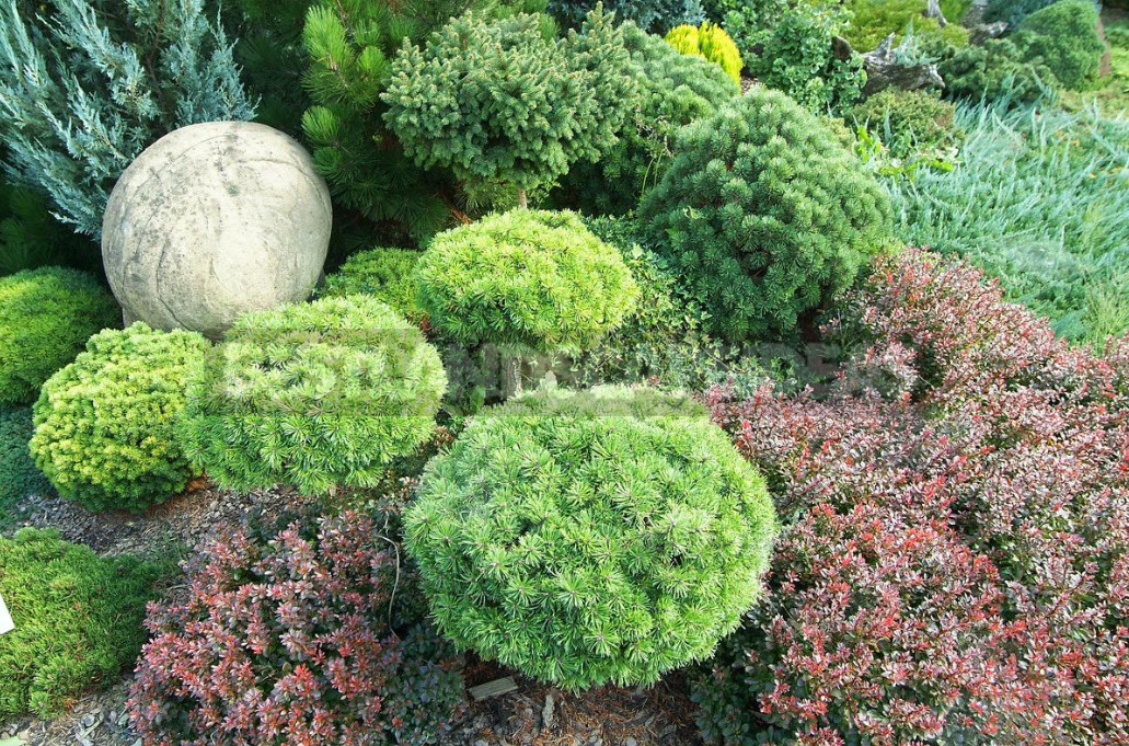 Coniferous Miniatures. Dwarf Varieties of Coniferous Plants and Features of Their Cultivation.
