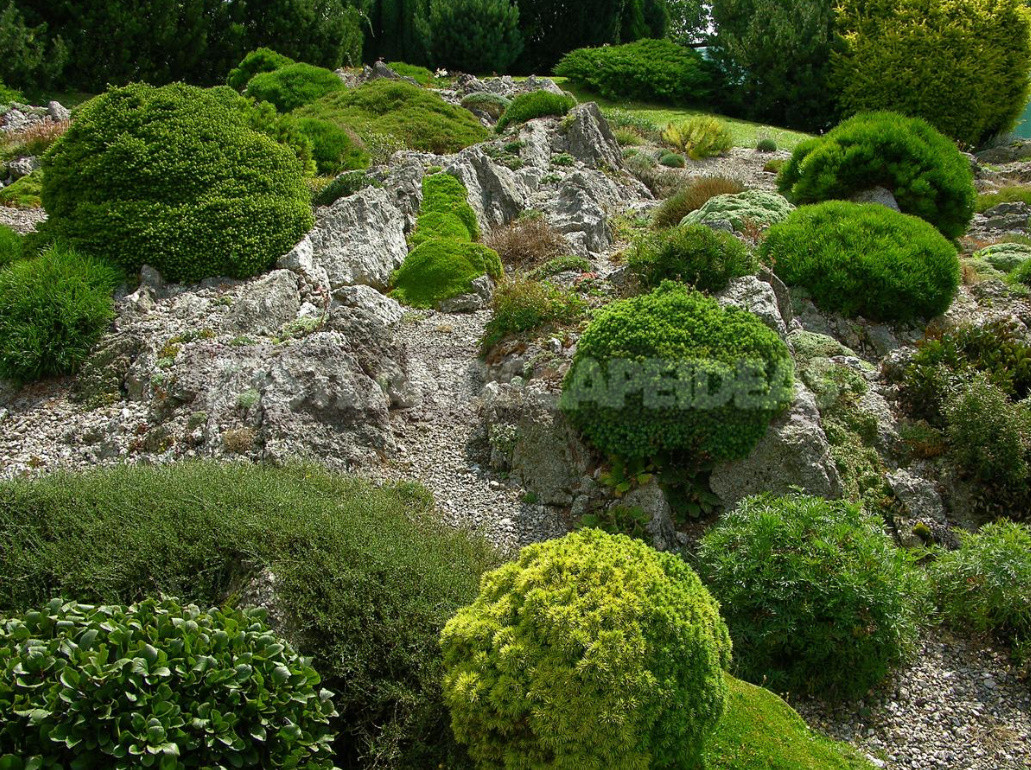 Coniferous Miniatures. Dwarf Varieties of Coniferous Plants and Features of Their Cultivation.