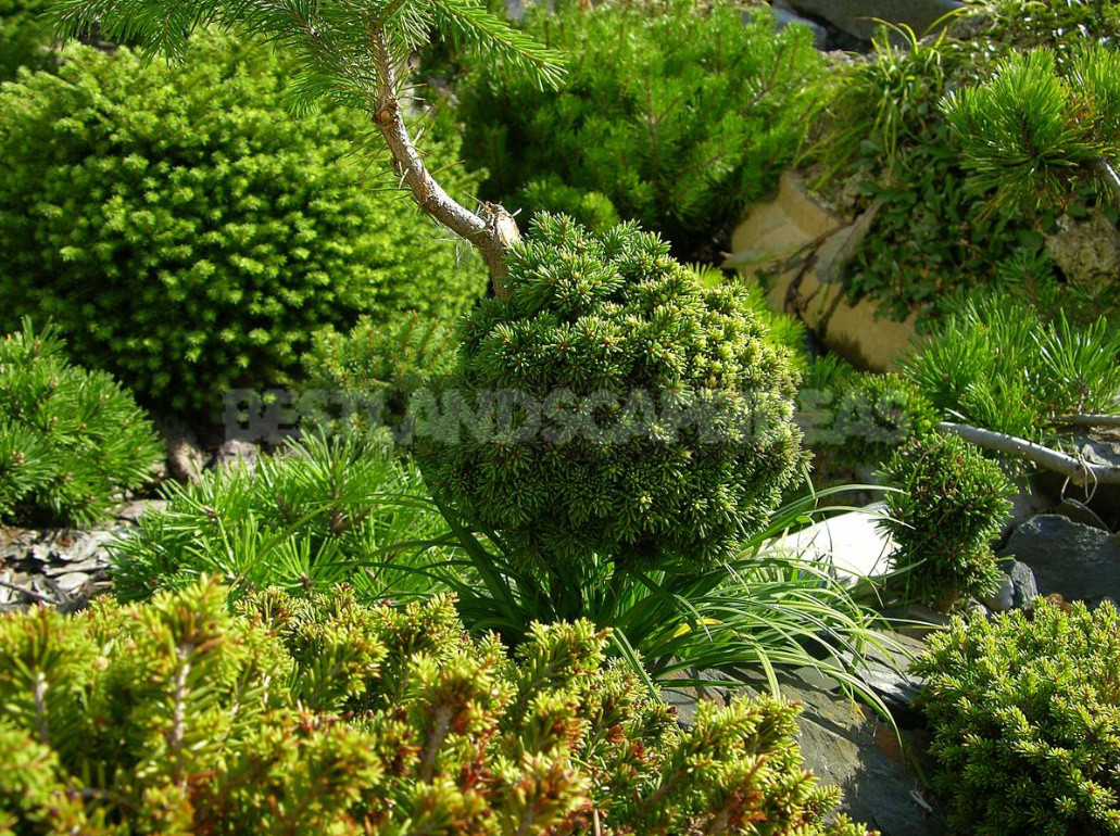 Coniferous Miniatures. Dwarf Varieties of Coniferous Plants and Features of Their Cultivation.