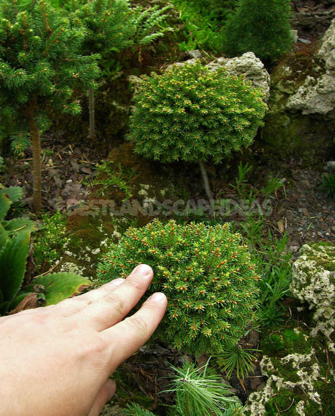 Coniferous Miniatures. Dwarf Varieties of Coniferous Plants and Features of Their Cultivation.