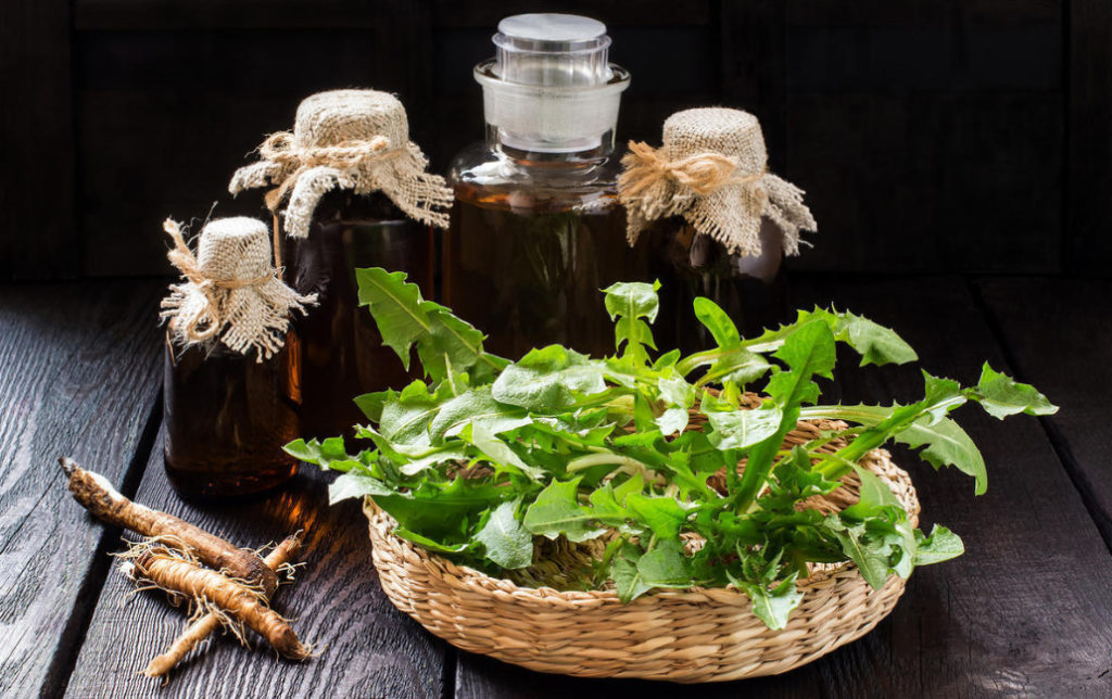 Dandelion Root Against Atherosclerosis