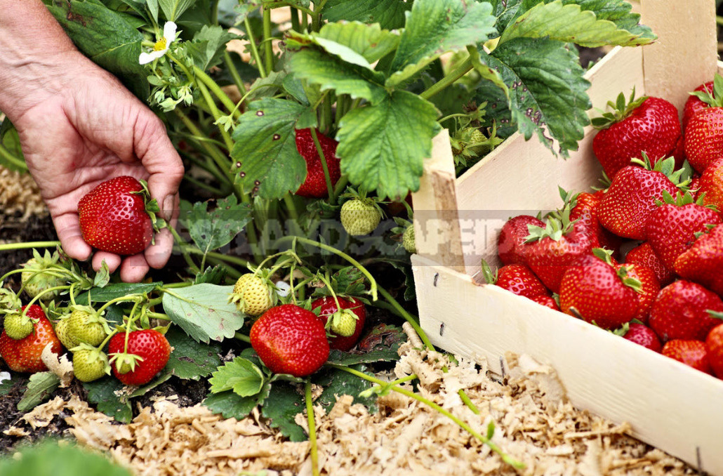 Does It Make Sense To Hide Strawberries?