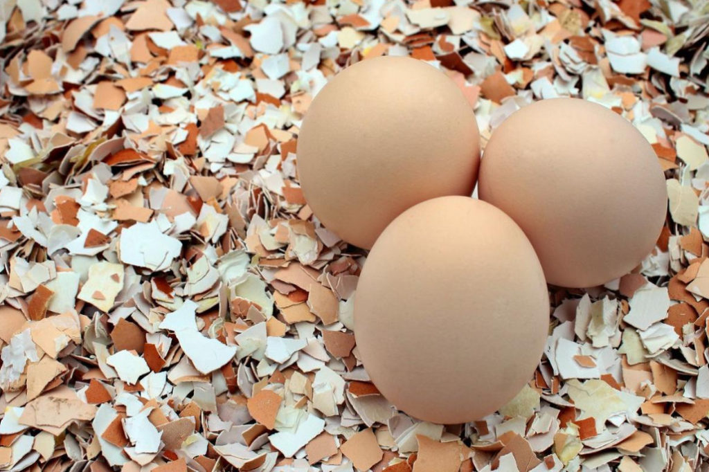 Eggshell: Useful In the Garden