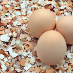 Eggshell: Useful In the Garden