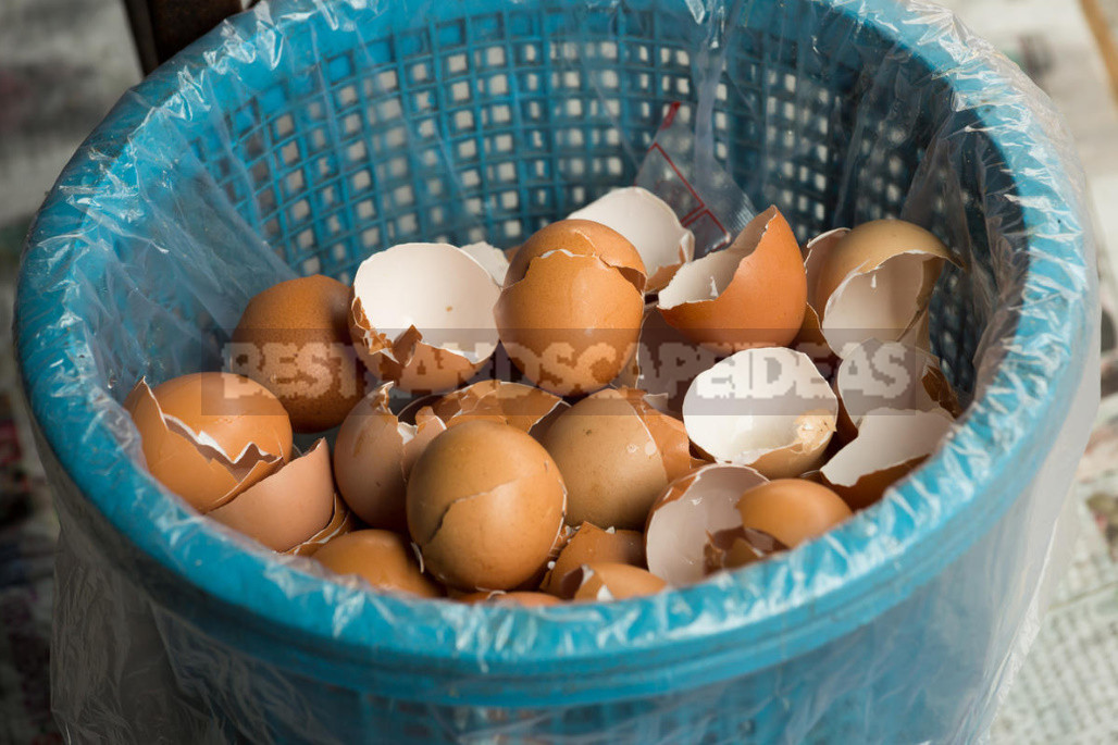 Eggshell: Useful In the Garden