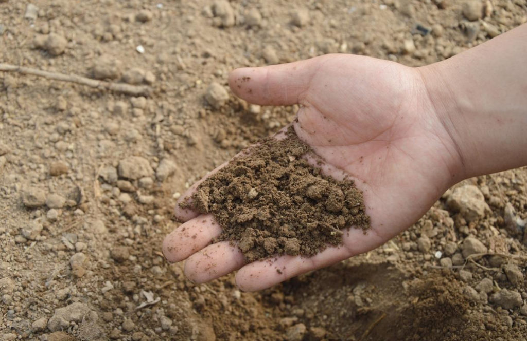 Everything You Need To Know About the Soil Novice Gardener (Part 1)