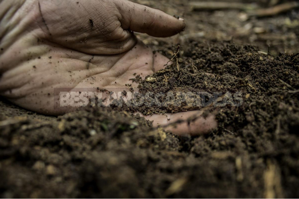 Everything You Need To Know About the Soil Novice Gardener (Part 1)