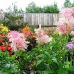 Filipendula: Species, Varieties, Cultivation And Uses