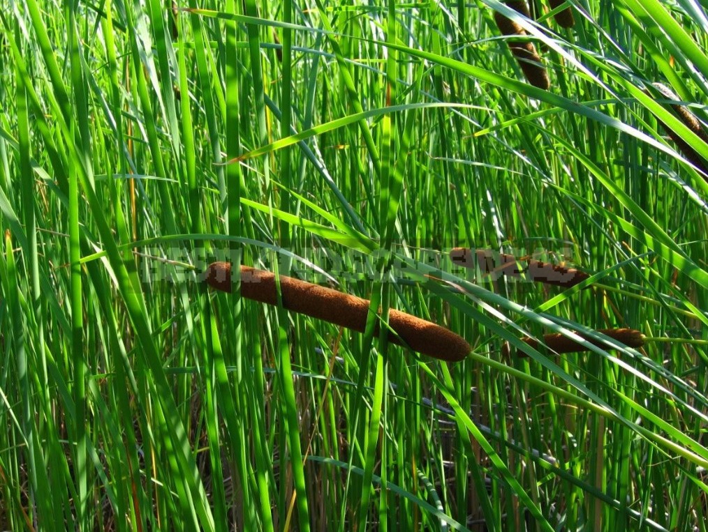 Flour From the Roots Of the Plants - Sources of Gluten-Free Flour