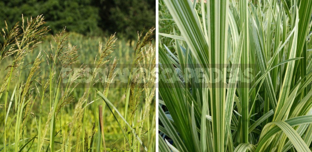 Flour From the Roots Of the Plants - Sources of Gluten-Free Flour