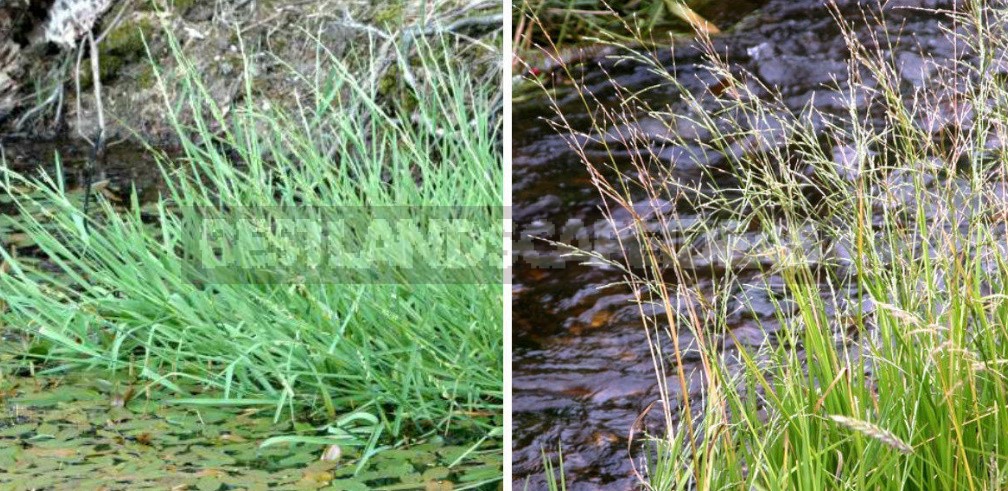 Flour From the Roots Of the Plants - Sources of Gluten-Free Flour