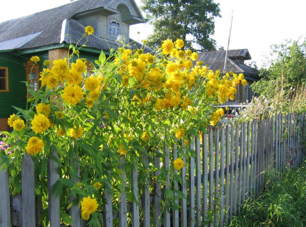 Golden Balls: Grandma’s Flowers In a Modern Garden