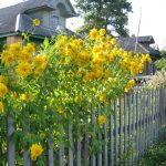 Golden Balls: Grandma’s Flowers In a Modern Garden