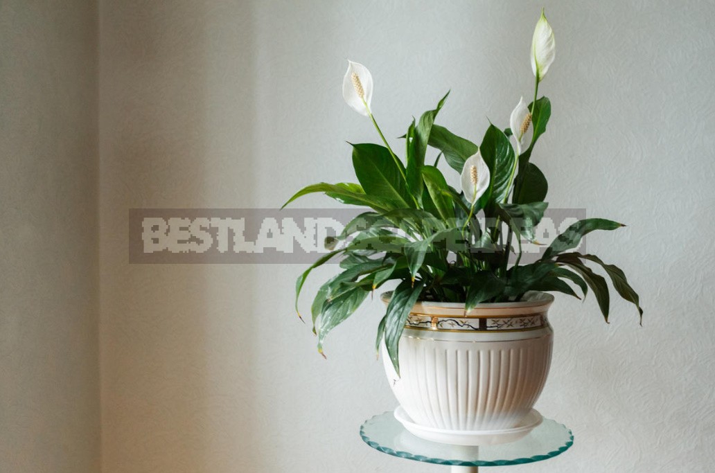 Houseplants For Happiness And Good Luck