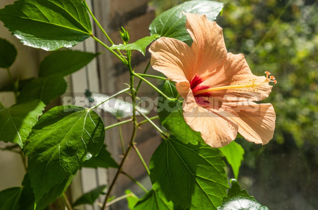 Houseplants For Happiness And Good Luck