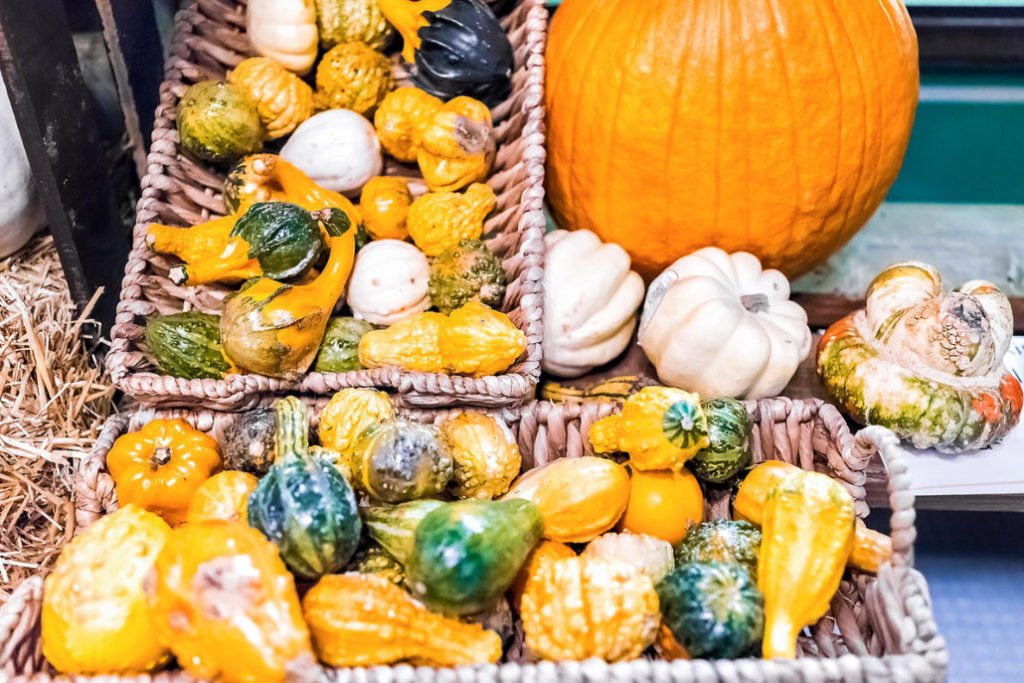 How To Prepare Pumpkin Seeds For Food And Planting Best Landscape Ideas