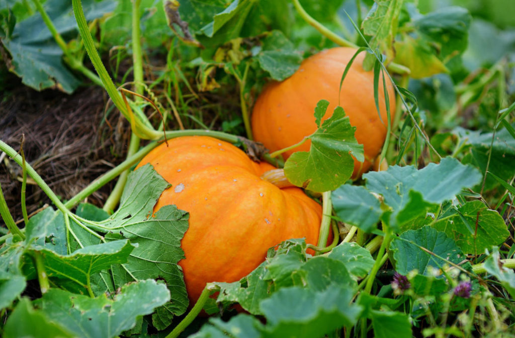 How To Prepare Pumpkin Seeds For Food And Planting Best Landscape Ideas