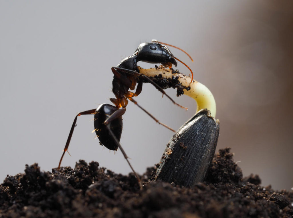 Many-Legged Gardeners