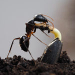 Many-Legged Gardeners