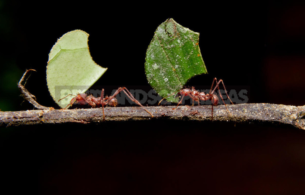 Many-Legged Gardeners