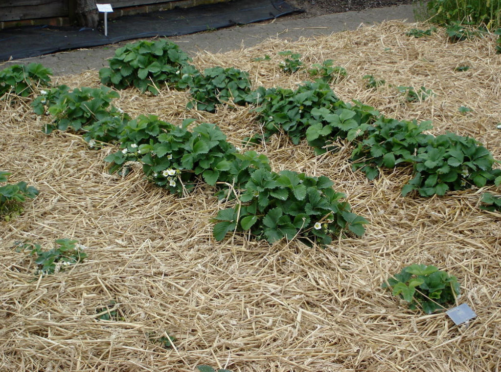 Mulching in the Garden: Reasons, Materials, Timing