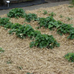 Mulching in the Garden: Reasons, Materials, Timing