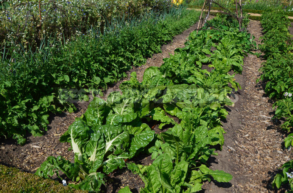 Mulching in the Garden: Reasons, Materials, Timing