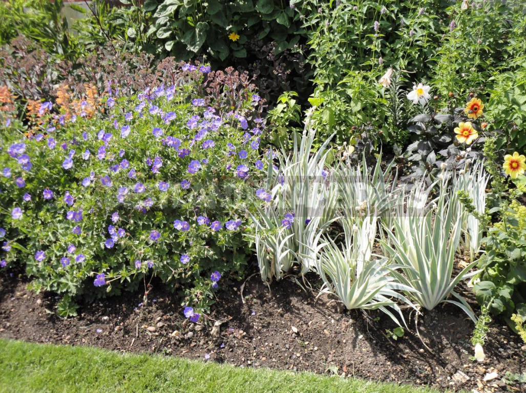 Mulching in the Garden: Reasons, Materials, Timing