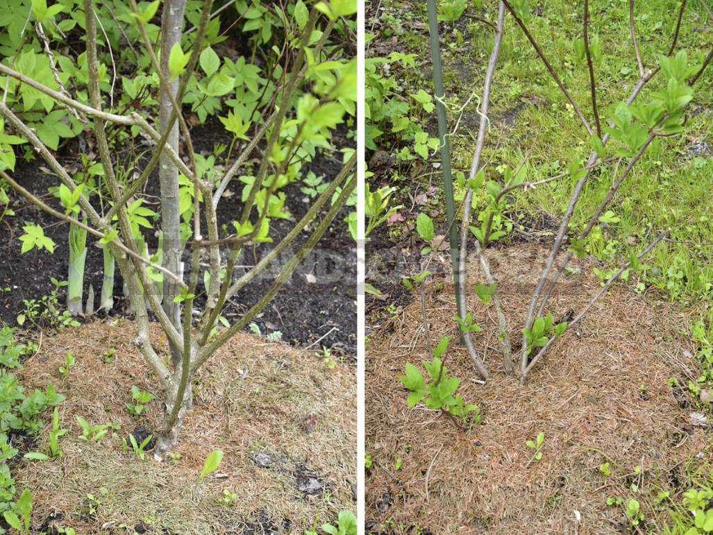 Mulching in the Garden: Reasons, Materials, Timing