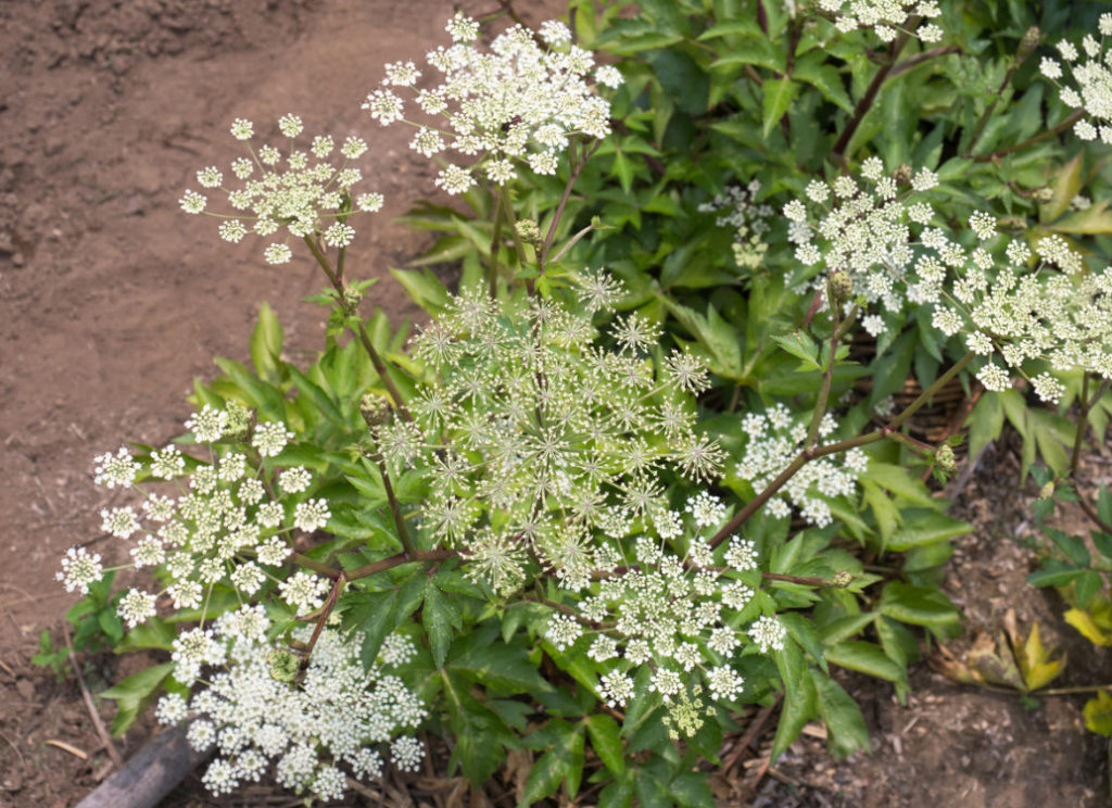 Openwork Umbrella Plants for Elegant Garden Compositions