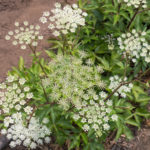 Openwork Umbrella Plants for Elegant Garden Compositions