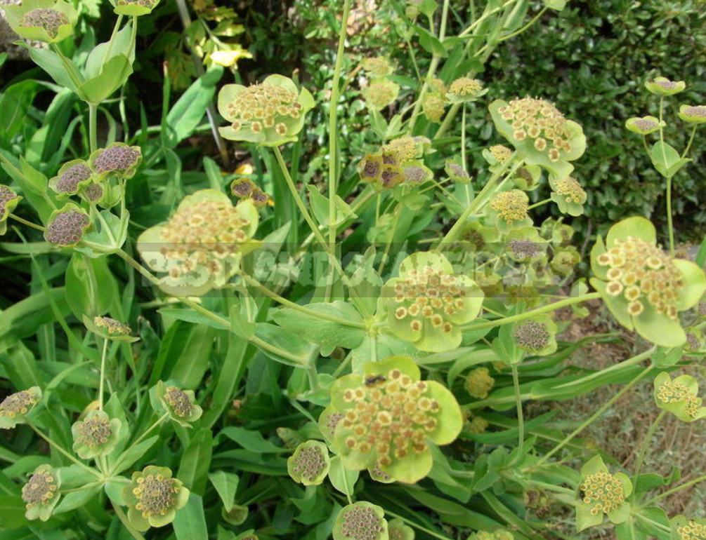 Openwork Umbrella Plants for Elegant Garden Compositions