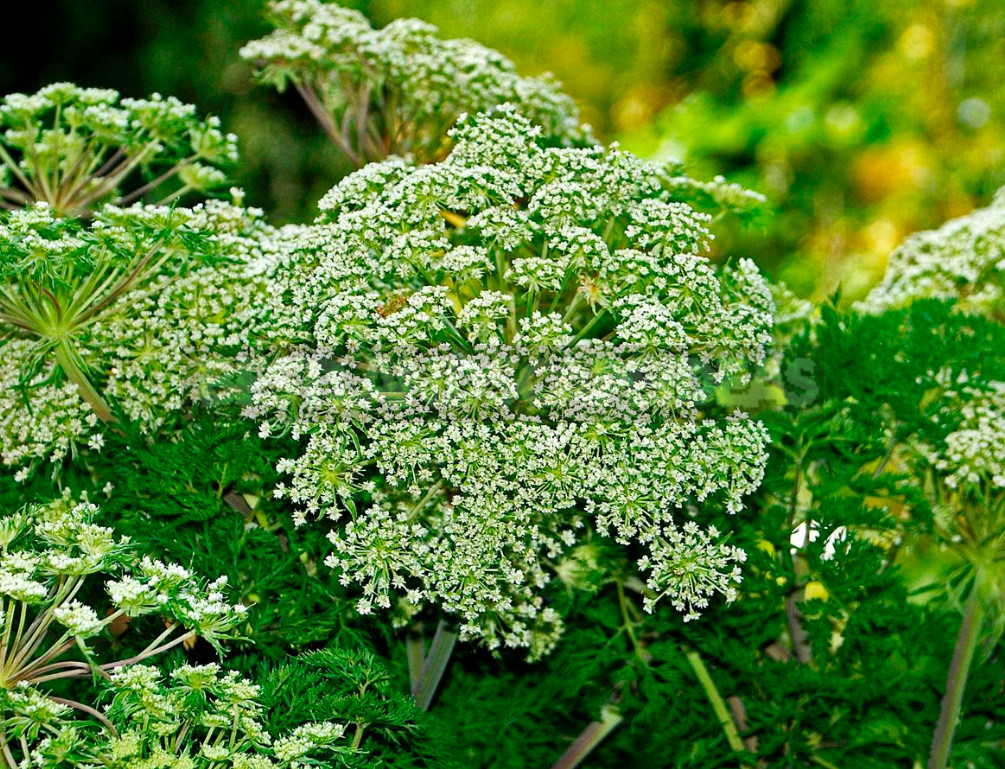 Openwork Umbrella Plants for Elegant Garden Compositions