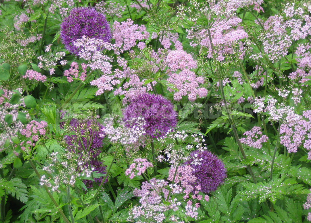 Openwork Umbrella Plants for Elegant Garden Compositions