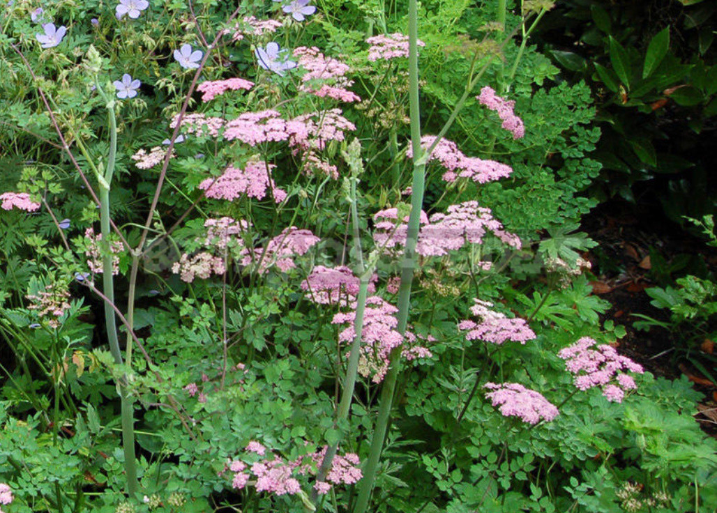 Openwork Umbrella Plants for Elegant Garden Compositions